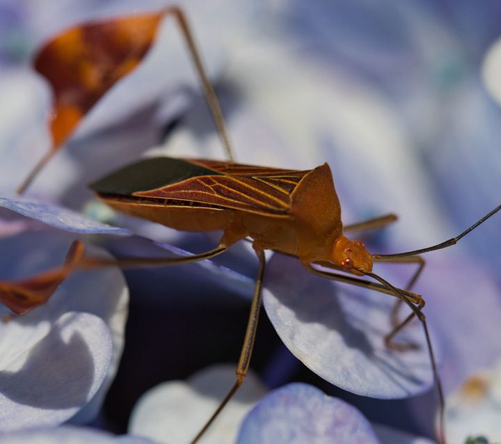 Usługi dezynsekowania z jakich mogą korzystać przedsiębiorcy